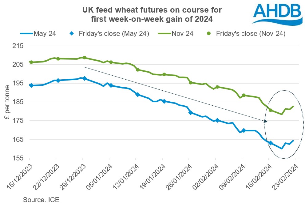 Chart of UK feed wheat futures falling in the first seven weeks of 2024 but up so far in the 8th
